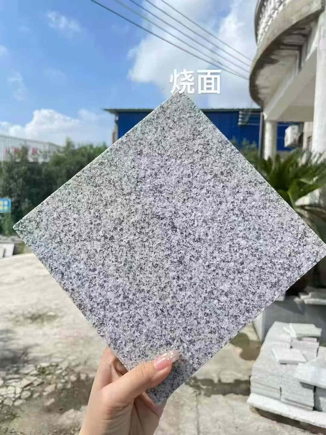 太陽白麻(圖1)