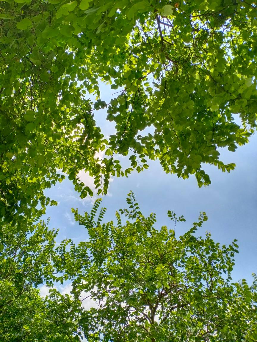 蝦紅G664工廠直銷外墻干掛園林廣場地鋪毛光板(圖3)