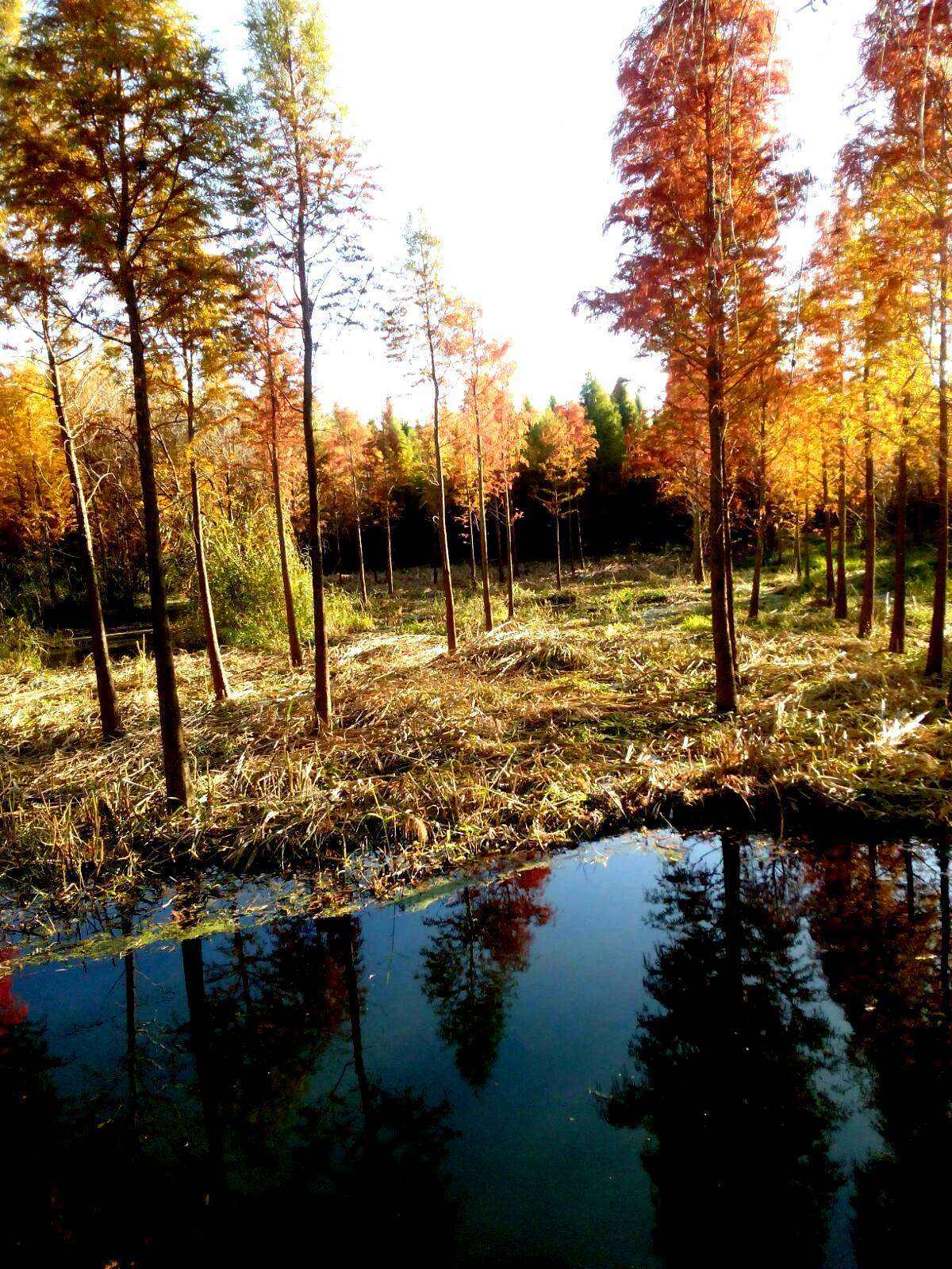 冬天室內養花：讓你的家居環境充滿生機